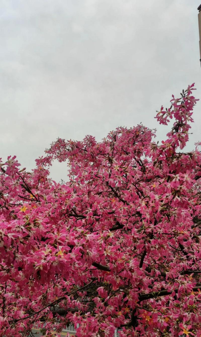小众送妈妈的花有哪些花
