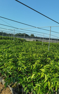 沉香楠木生长环境