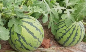 小众送妈妈的花有哪些花