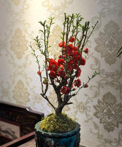 小众送妈妈的花有哪些花