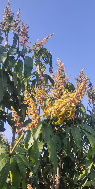 小众送妈妈的花有哪些花