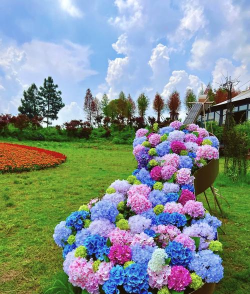 小众送妈妈的花有哪些花