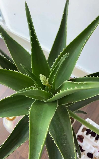 小众送妈妈的花有哪些花