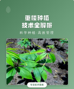重楼种植技术怎么种植的