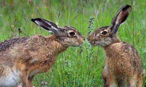 小众送妈妈的花有哪些花