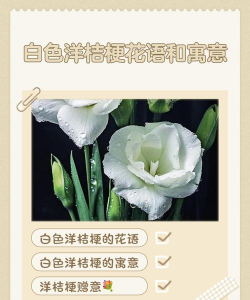 小众送妈妈的花有哪些花