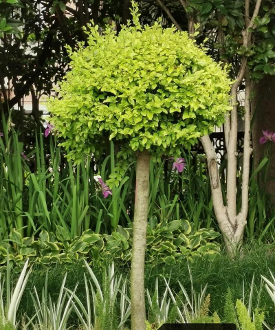 小众送妈妈的花有哪些花