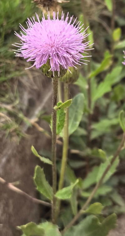 小众送妈妈的花有哪些花
