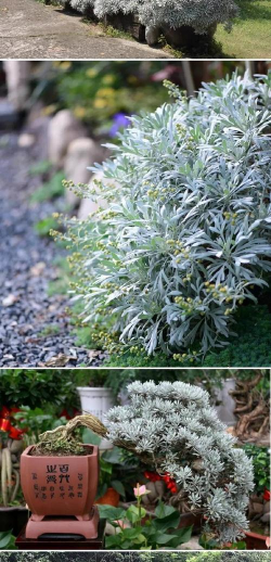 小众送妈妈的花有哪些花