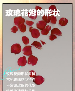 小众送妈妈的花有哪些花