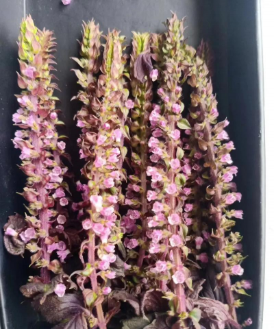 小众送妈妈的花有哪些花