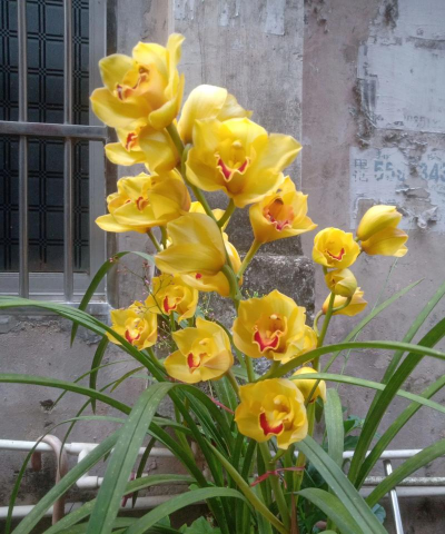 小众送妈妈的花有哪些花