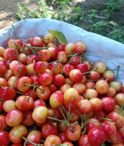 小众送妈妈的花有哪些花