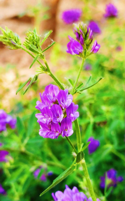 苜蓿花有哪些品种