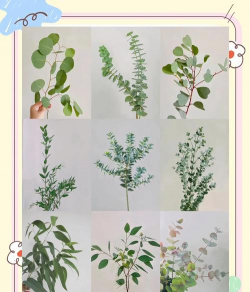 小众送妈妈的花有哪些花