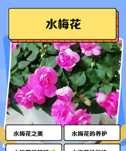 水梅花花语是什么