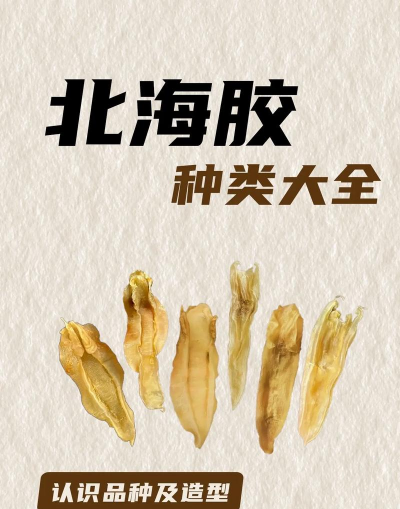 北海花胶有哪些