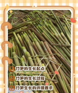 竹笋异地种植怎么种植方法