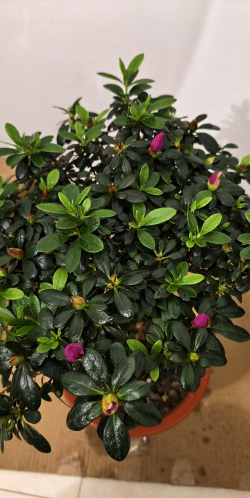 小众送妈妈的花有哪些花