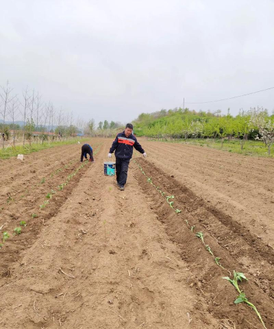 斜坡种植小苗怎么种植的