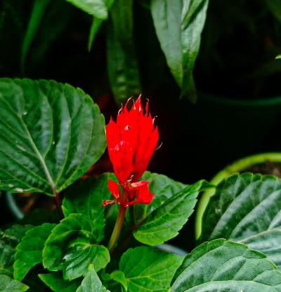 小众送妈妈的花有哪些花