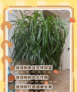 龙须树为什么叫龙血树