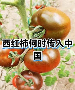 西红柿是什么时候传入中国的 西红柿是什么时候传入中国的