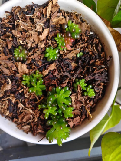 小众送妈妈的花有哪些花