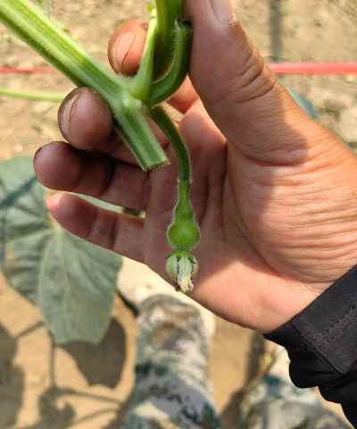 小众送妈妈的花有哪些花