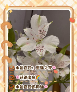 小众送妈妈的花有哪些花