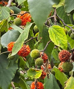 构树果实能吃吗