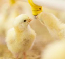 小众送妈妈的花有哪些花