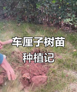 南方能种车厘子吗