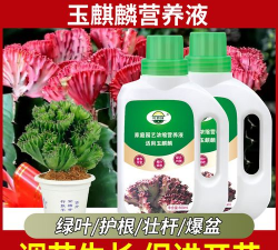 小众送妈妈的花有哪些花