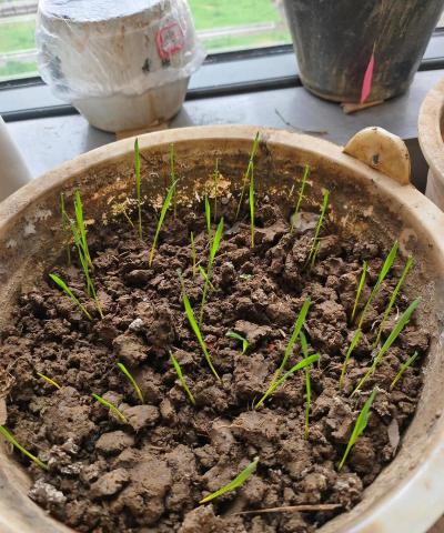 麦芽菜种植阳台怎么种植