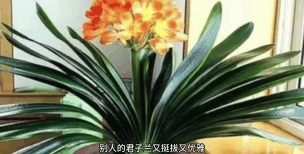 小众送妈妈的花有哪些花