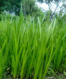 菖蒲是什么样子啊