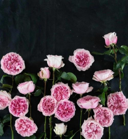 小众送妈妈的花有哪些花