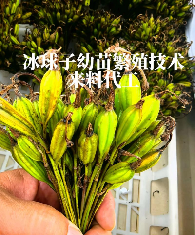 冰球子种植怎么种植法
