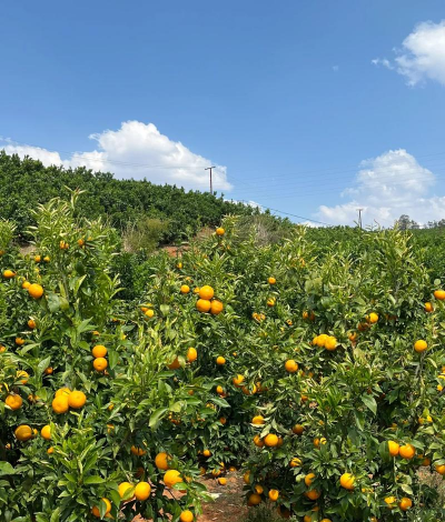 小众送妈妈的花有哪些花