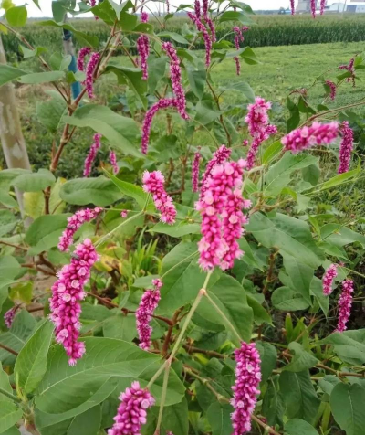 小众送妈妈的花有哪些花