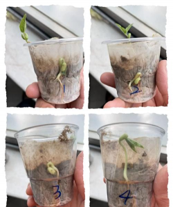 小众送妈妈的花有哪些花