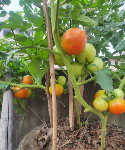 小众送妈妈的花有哪些花