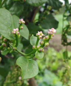 小众送妈妈的花有哪些花