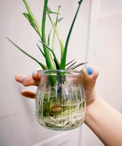 小众送妈妈的花有哪些花