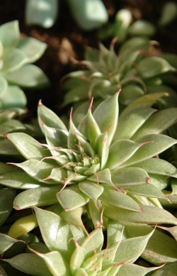 小众送妈妈的花有哪些花