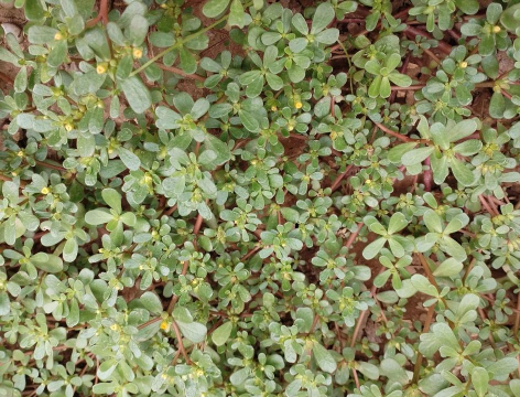 路边马齿笕开什么花