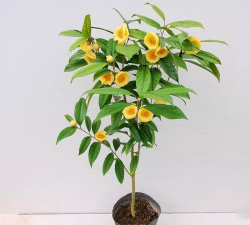 小众送妈妈的花有哪些花