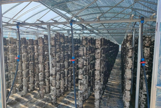 小众送妈妈的花有哪些花