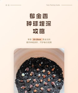 小众送妈妈的花有哪些花